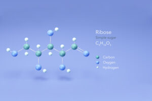 Del Ribosio D-ribosio: cos'è, funzioni nel metabolismo e benefici | +Watt