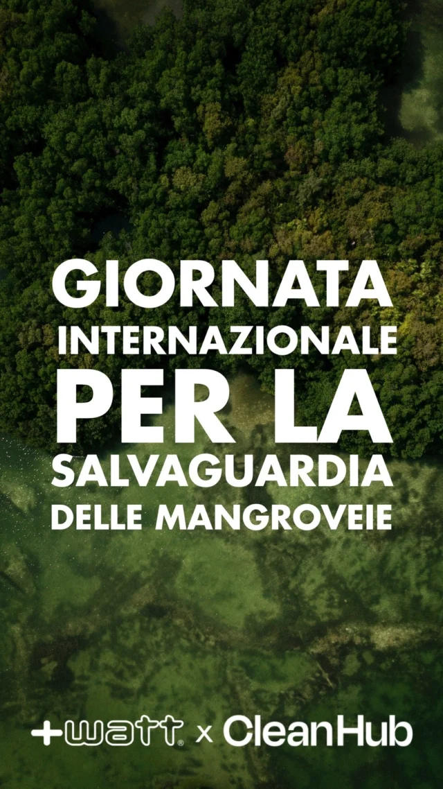 🌱 Le #mangrovie non fanno solo belle le coste… le proteggono!

🌊 In questa Giornata Mondiale, anche noi facciamo la nostra parte con @cleanhub.io 

💚 Meno #plastica, più #natura: un piccolo gesto, un grande impatto.